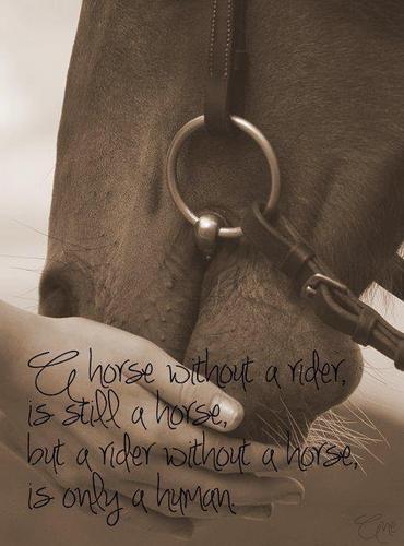 EquineThoughts's profile picture. Some thoughts I have about the Equestrian life.