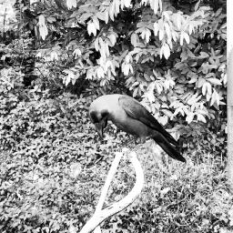 shamefacedcrow's profile picture. I can't fly. The burden's too heavy for me to carry.