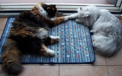 Emmina2's profile picture. Blogger recensioni letterarie