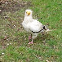KoelnerZoo (@koelnerzoo) 's Twitter Profile