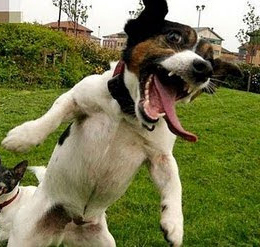DA A PATINHA É O CARALHO, MEU NOME É DOG DOG!!!