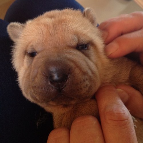 samanthavanb's profile picture. 