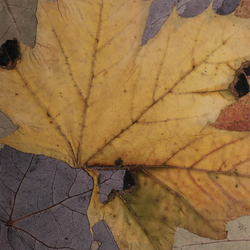 artistacrossusa's profile picture. Artist, nature lover and loving Aunt!