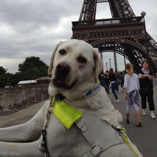 HappyGuidedog Profile Picture