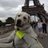 HappyGuidedog's profile image