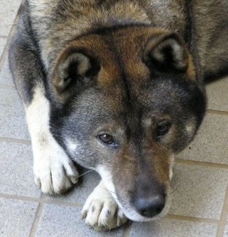 伝説級のイケメンすぎる四国犬・天弓号(2015.5.24没)の飼い主です。二代目四国犬・天花号は11/21にお迎えしました！ 生物全般・オタク趣味（ジョジョ等）・宇宙関係など雑多に呟いてます。