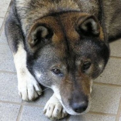 天弓号 イケメンすぎる四国犬 Tenkyugo Twitter