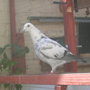 barry mccafferty - @tiptoebarry - Twitter