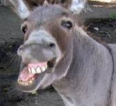 Some say I am stubborn as a mule!  I take offense, cause I really am an Ass!  Heee-Haw!