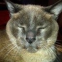 Susan Rump - @Shinycat2005 - Twitter