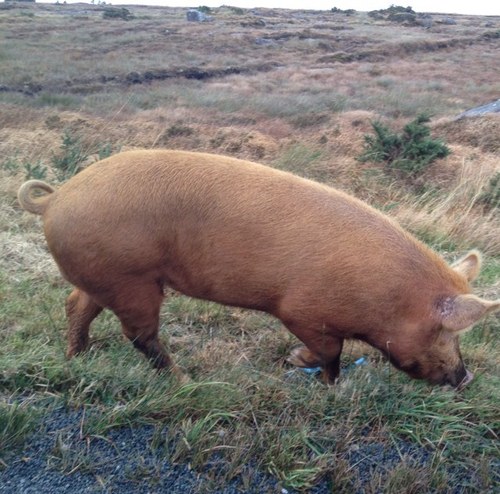 daramceniff's profile picture. Single handed GP. Northwest Donegal 🇺🇦