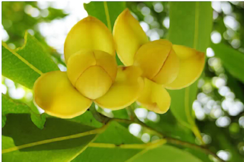 និស្សិតអាហារូបករណ៍ ផ្នែក M.Ed
នៅ សាកលវិទ្យាល័យ Rajabhat University Thailand