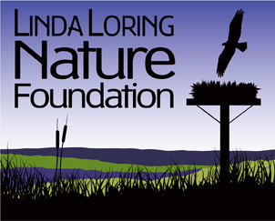 ACK_LoringFnd's profile picture. 86 acre wildlife sanctuary and nature center on Nantucket; walking trails, birding, environmental education programs