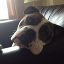 tom bower - @_bower86 - Twitter