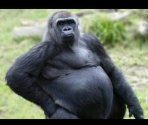 Me llamo Benito Camela Toa, me recordareis por peliculas como: 'Elva Gina' o 'Borja Mon de York'. Soy un gorila.#FOLLOWBACK