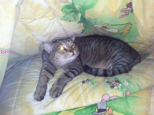 lauma66's profile picture. 