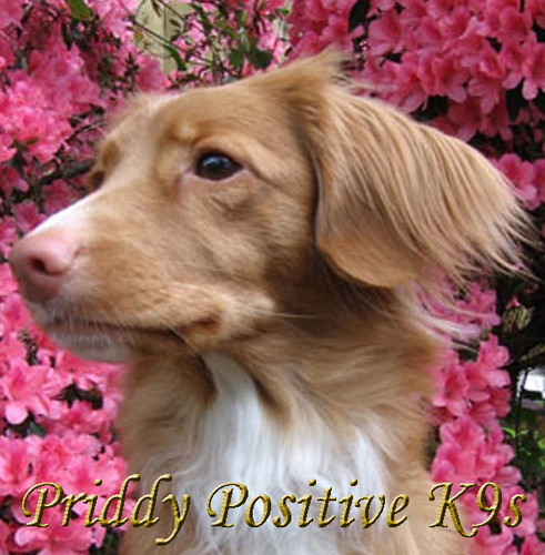 Priddy Positive K9s, Dog training with Ann Priddy. Metro Richmond, VA Area