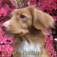 Ann Priddy - @PositiveK9s Twitter Profile Photo