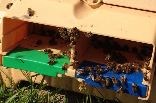 Horticultural advisor back to bee keeping after a break of 20 years, having a go with Apimaye hives.