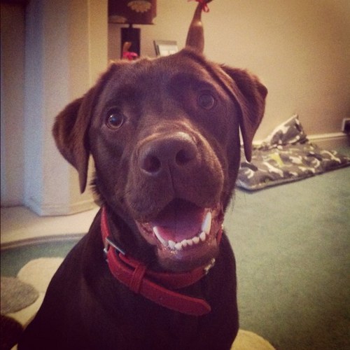 Hello, my name is Daisy. I'm a Chocolate Labrador living in sunny Lancashire with my lovely family.