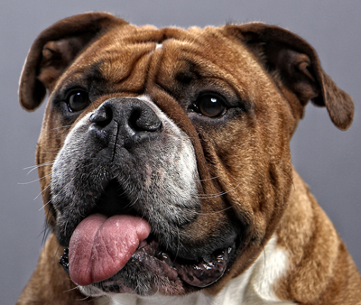 BigBadBulldogNC's profile picture. We offer the personalized attention of #boutiquemarketing with the comprehensive capabilities of a large-scale firm. Unleash your #marketing potential!