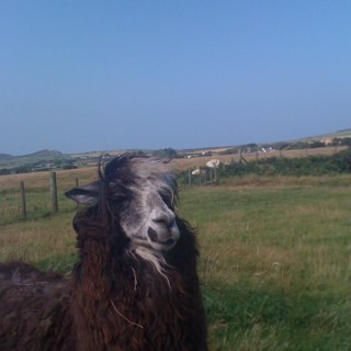 dan_storer's profile picture. bass holder