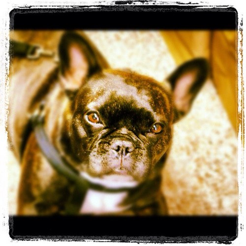 BammyNani's profile picture. SNORE & LOL - what else is there?? #puppymillrescue #frenchbulldog