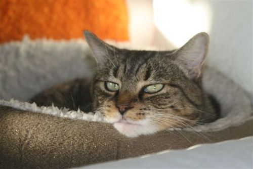 Random musings of a crabby, flabby tabby.