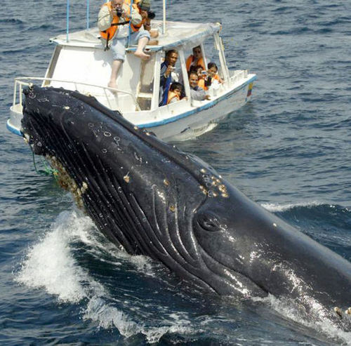 treasuresofmaui's profile picture. Life-long love affair with the island of Maui.