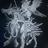 Visionz's profile image