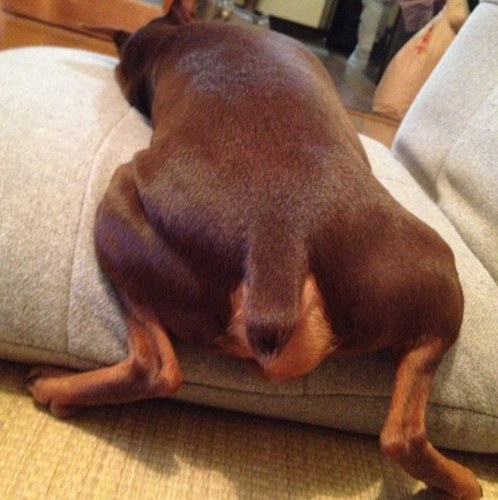 Mivix 乾いたへその緒 犬に食われそう X Http T Co Gqdreybg