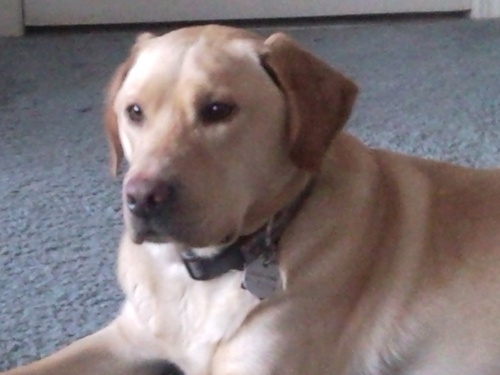 Hi I am Hank a yellow Lab. I am a therapy dog and try to make people happy. You know being a dog is not aways easy. I will tell you about my life and adventures