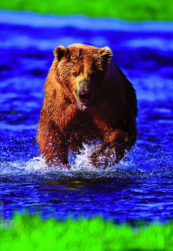 The RIVER SAFARI is an unforgettable and awe-inspiring one hour ride through Grizzly Bear Valley, in the heart of the world’s only inland temperate rainforest!