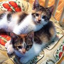 Roxanne Berger - @RoxanneBerger - Twitter