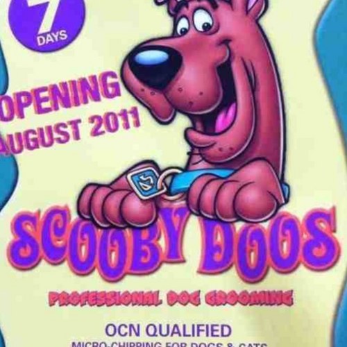 DellaDellasmith's profile picture. i am a professional dog groomer based in llandudno i do all breeds and sizes  and microchipping ring the shop for price on your breed on 07763650530 thank you