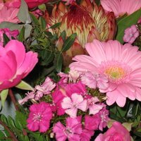 Manja (@manja) 's Twitter Profile