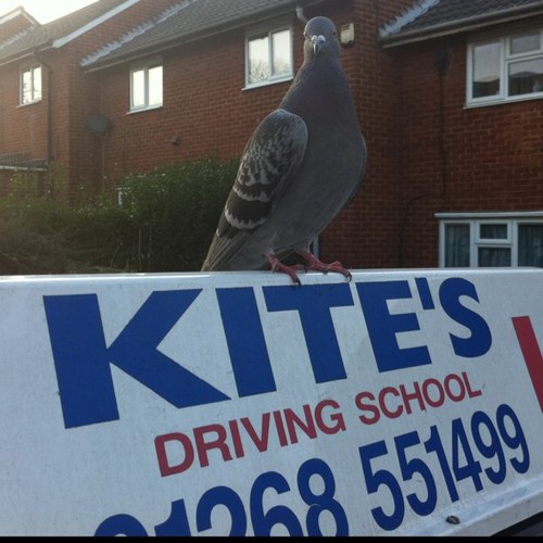 KitesSchool's profile picture. A friendly, patient, reliable driving school catering for complete beginner to experienced road user.