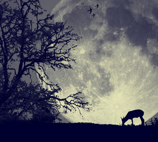 h_shikama's profile picture. 走幅跳。たまにつぶやきます。