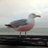 dsramsden's profile image
