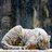 alshaya_ali's profile image