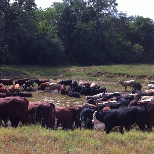 Stocker, Cow/Calf, Feedyard TX/NM