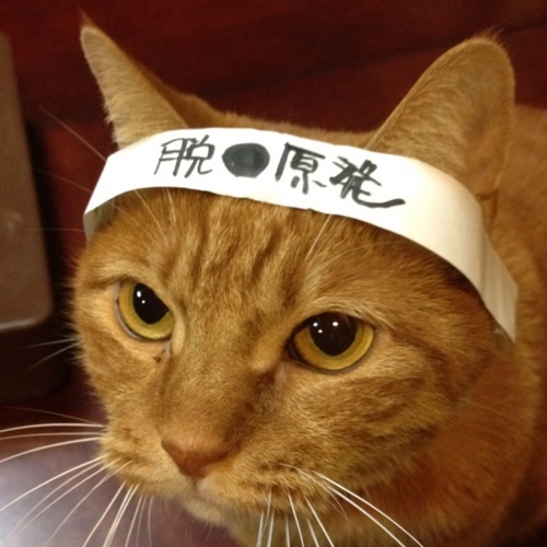 keisuke1200S's profile picture. 某イタリア料理店のシェフです。バイクとギターに時間を費やしてた震災前。現在は何の因果か放射能測定。右も左も関係ない。現実を見据えてダメな物はダメ。とイチ料理人として、オトナとして思っているだけです。守るべきは子供達。ネット上で議論はしませんリアルでどうぞ。