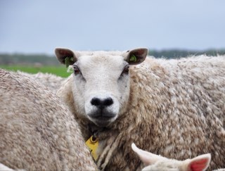 hunsingotexel's profile picture. 