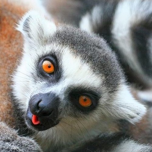 I'm the heavenly one. Because the lulz is as funny in the land of lemurs.