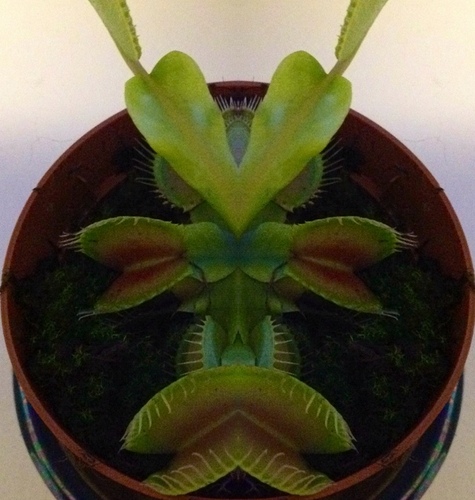 HumanSymb's profile picture. 