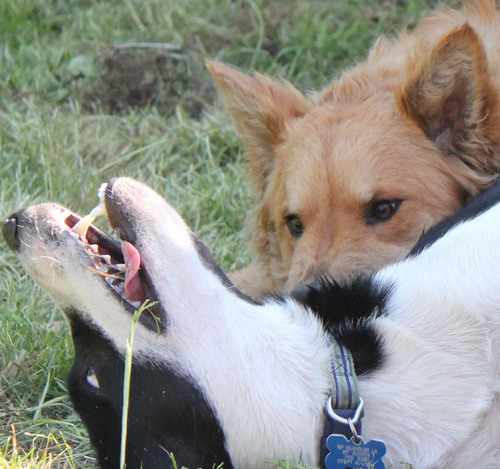 We are 2 cheeky Collie cross pupsters who love to play and have mini adventures. Join us for the fun and lots of cuteness!