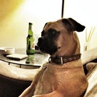 Joshua Chapman (@joddochapman) 's Twitter Profile