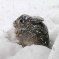 Snowy (@snowybytes) 's Twitter Profile Photo Snowy (@snowybytes) 's Twitter Profile Photo