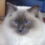 PatrickCat's profile picture. In memory of our Patrick, the cat at the home of Emotional Resilience.