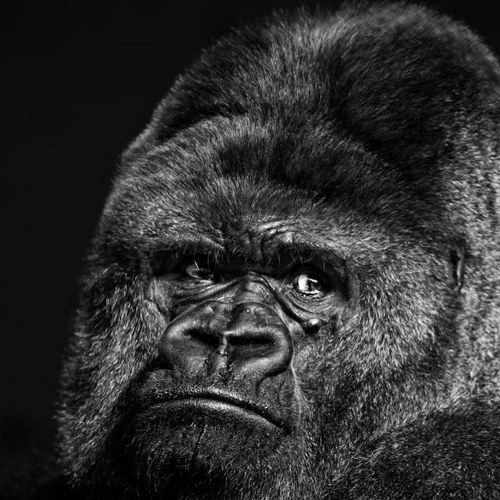 ins_mos's profile picture. 